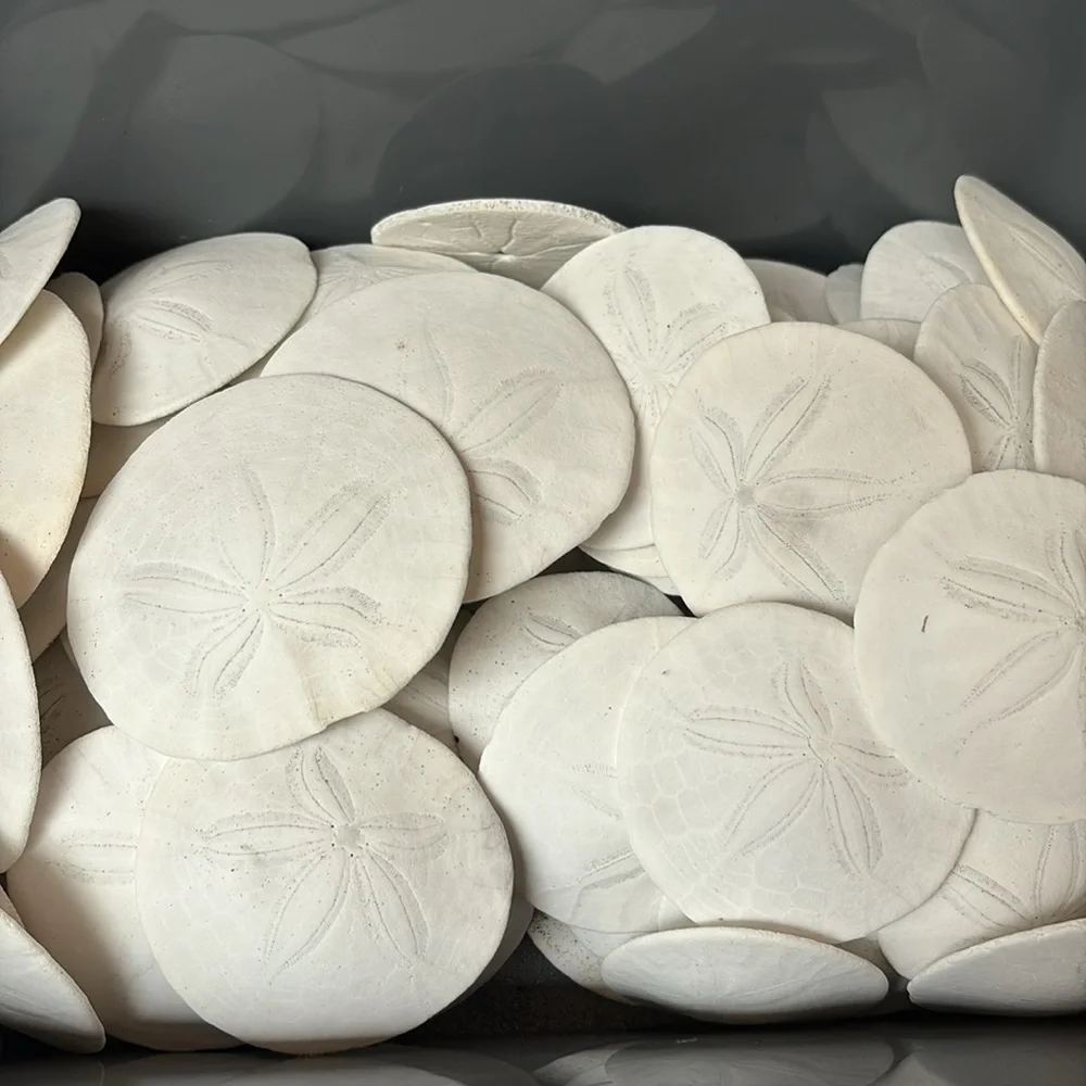 12 Real sand dollars - Picture 2 of 8